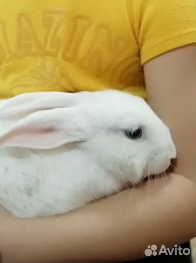 Декоративные кролики