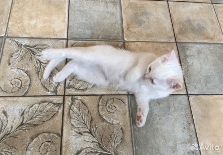 Шотландские котята