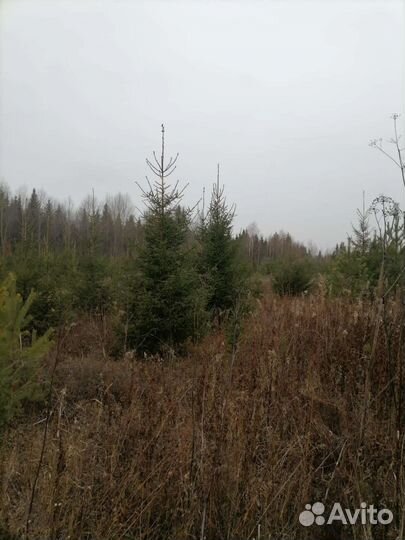 Ель новогодняя живая