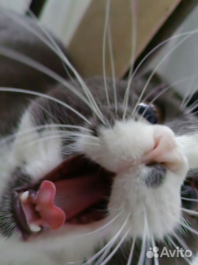 Британский вислоухий кот