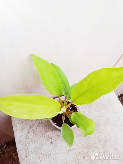 Филодендрон