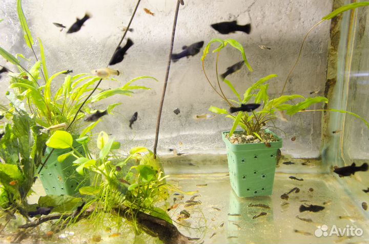 Аквариумные рыбки