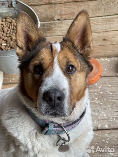 Особенная собака пропадает в приюте