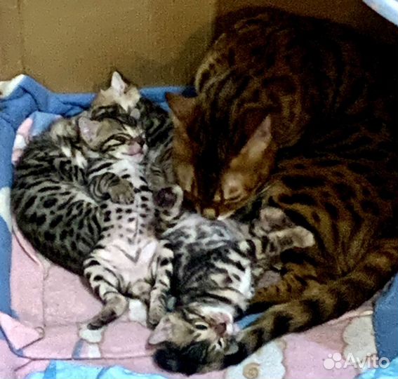 Бенгальские котята