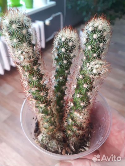 Кактус, суккуленты, хавортия, эчеверия