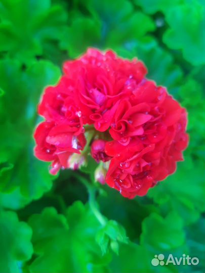 Пеларгония герань, красная