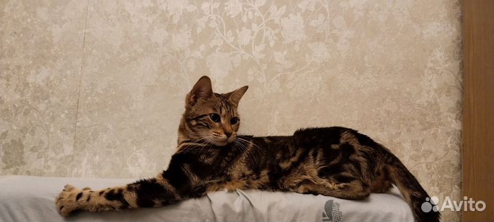 Бенгальская кошка