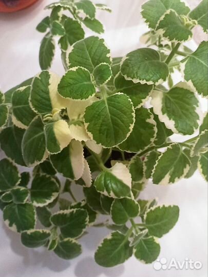 Плектрантус вариегатный