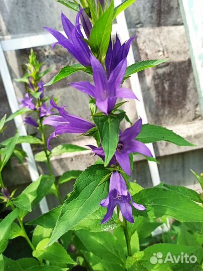 Цветы многолетники