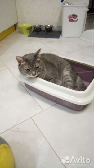 Лоток для кошек