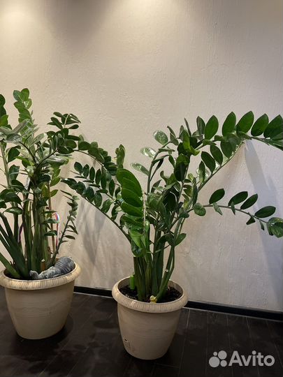 Замиокулькас