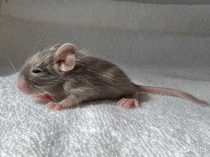 Белки дегу питомник, все окрасы