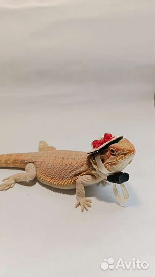 Бородатая агама