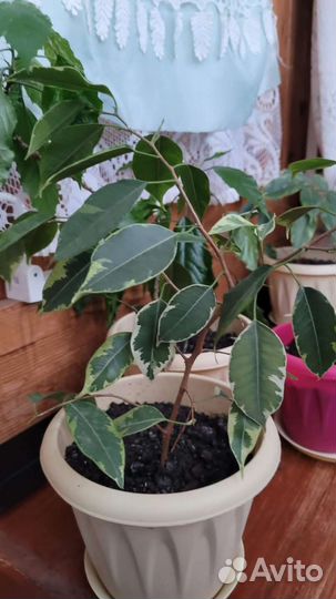 Фикус бенджамина и гибискус