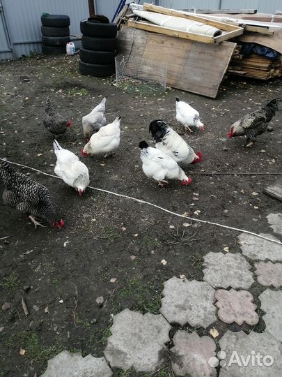Домашнее мясо