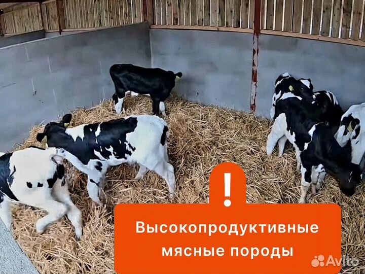 Телята для откорма