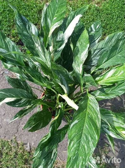 Спатифиллум даймонд вариегатный