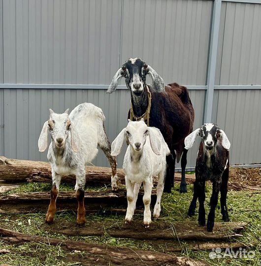 Продам англо нубийских коз, козлят