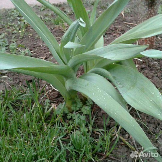 Лук Суворова (анзур)
