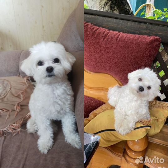 Щенки мальтийской болонки