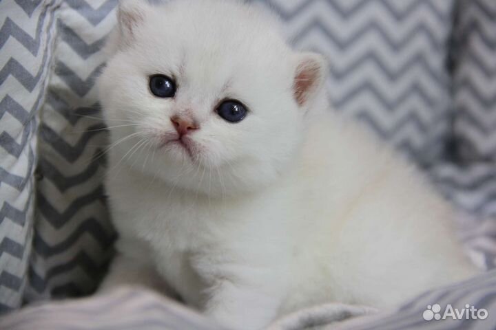 Котята шиншиллы голубоглазые