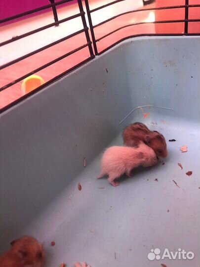 Сирийские хомяки