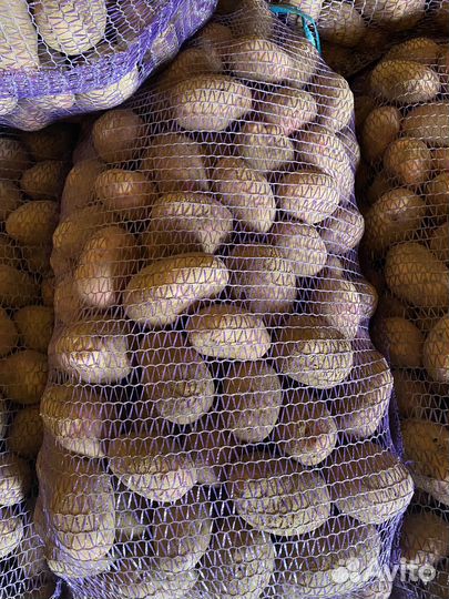 Картофель сорт Рэд Скарлет