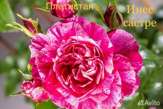 Розы плетистые на осень 2024г