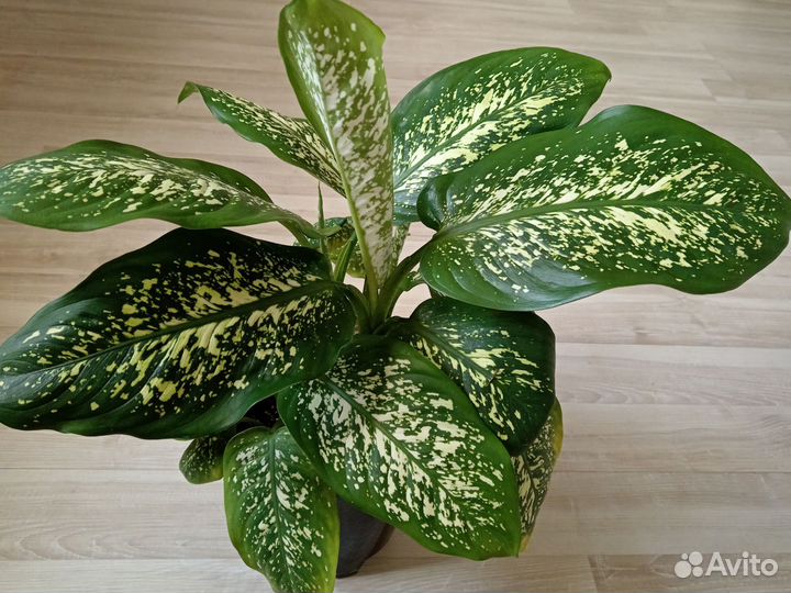 Диффенбахия