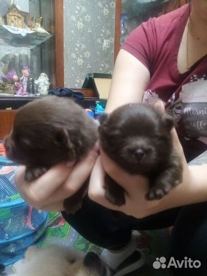 Щенки шпица