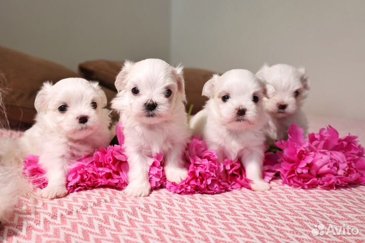 Щенки мальтезе РКФ