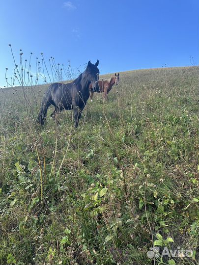 Лошади кобылы