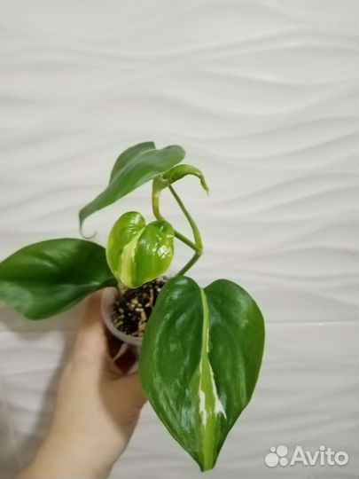 Лианы, сциндапсусы, монстеры, филодендроны