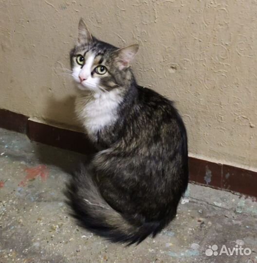 Кот нуждается в доме