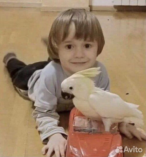 Попугай птенцы выкормыш