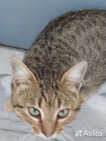 Кошки в добрые руки