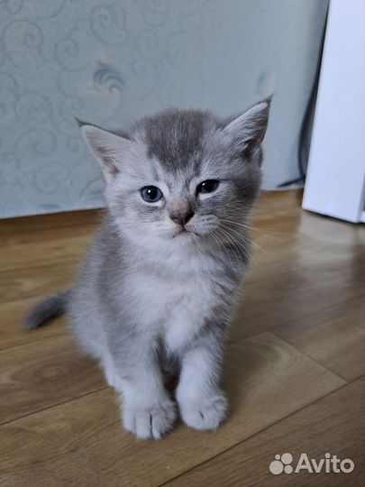 Британские котята