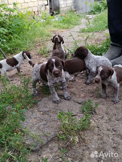 Щенки курцхаара