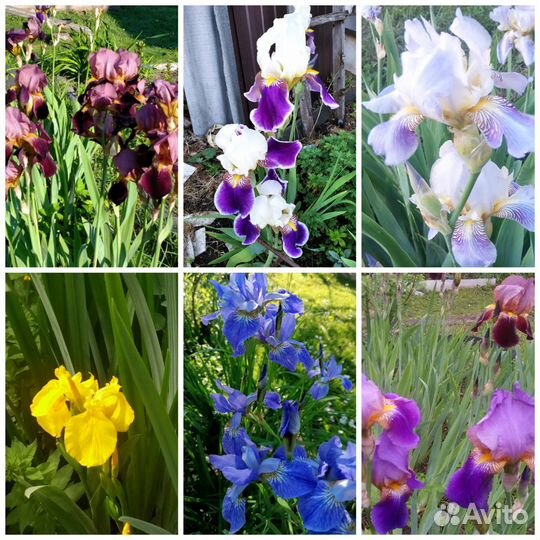 Многолетние цветы для сада