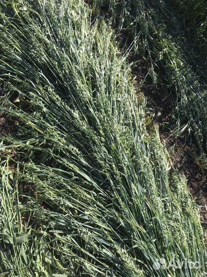 Овсяное сено в тюках, Овсяная солома. люцерна