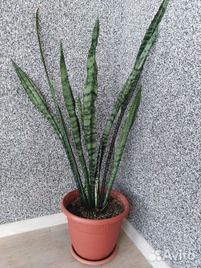 Сансевиерия сортовая