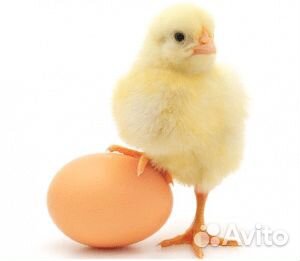 Требуются разнорабочие на птицефабрику