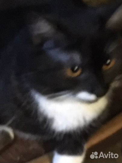 Котенок в семью