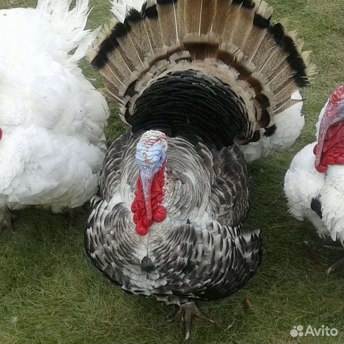 Купить недорого птиц 