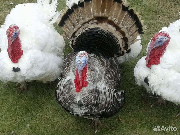 Индюк, индейка, индюшата опт и розница