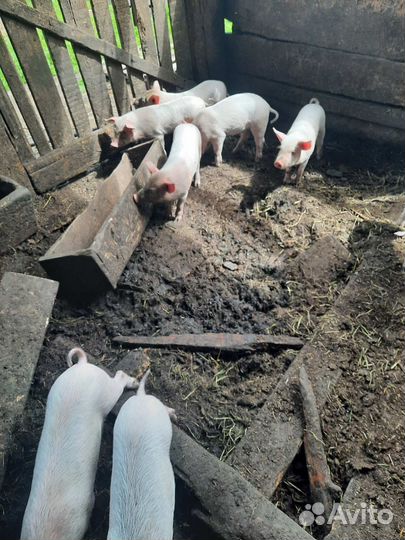 Поросята