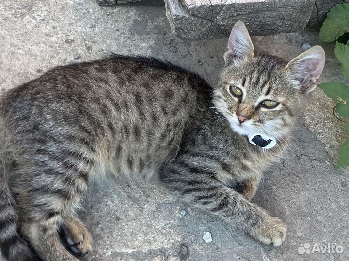 Котята в добрые руки бесплатно мальчик