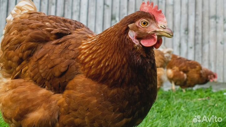 Куры несушки продам