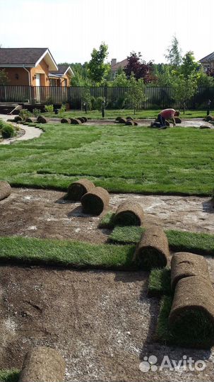 Рулонный газон от производителя