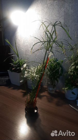 Комнатные растения